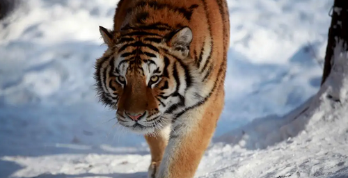 虎年新生儿取名 虎宝宝取名大全2024款