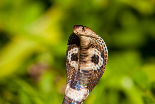 蛇宝宝男孩名字 男孩小名大全2024最新版的蛇宝宝