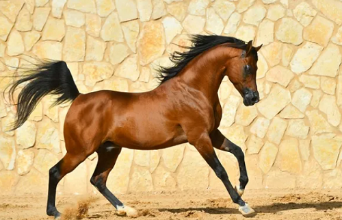 马年新生儿取名 马宝宝取名大全2024款