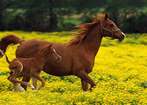 马宝宝男孩名字 男孩小名大全2024最新版的马宝宝