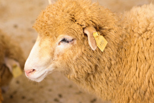 男孩名字2024羊年 男孩名字2024羊年大全