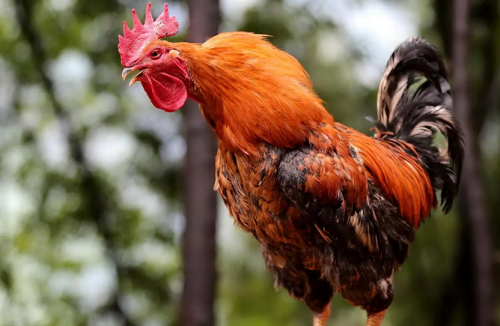 鸡宝宝男孩名字 男孩小名大全2024最新版的鸡宝宝