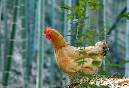 男孩名字2024鸡年 男孩名字2024鸡年大全