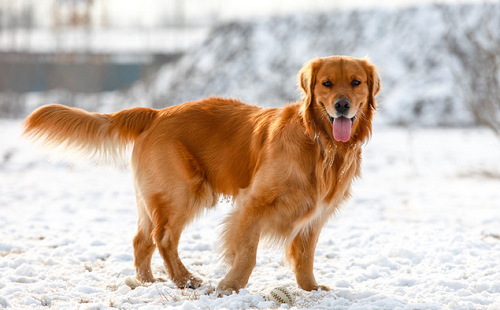 男孩名字2024狗年 男孩名字2024狗年大全