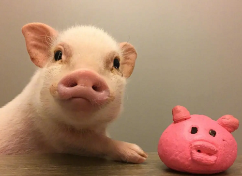 男孩名字2024猪年 男孩名字2024猪年大全